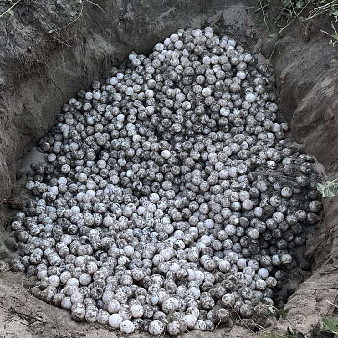 Huevos de tortuga rescatados en Oaxaca. Foto: Profepa