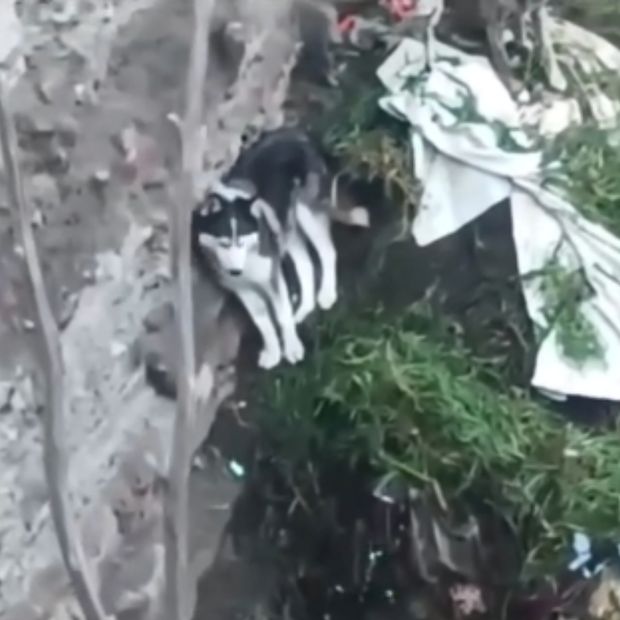 Rescatan a dos perros atrapados tras caída en Puebla.