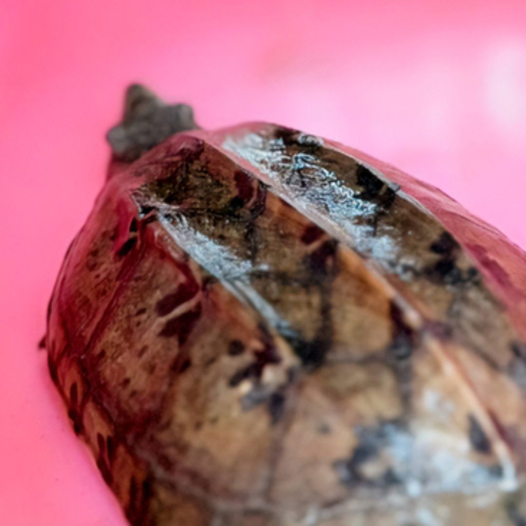 PROFEPA Asegura Especies Silvestres en una UMA en Tihuatlán, Veracruz