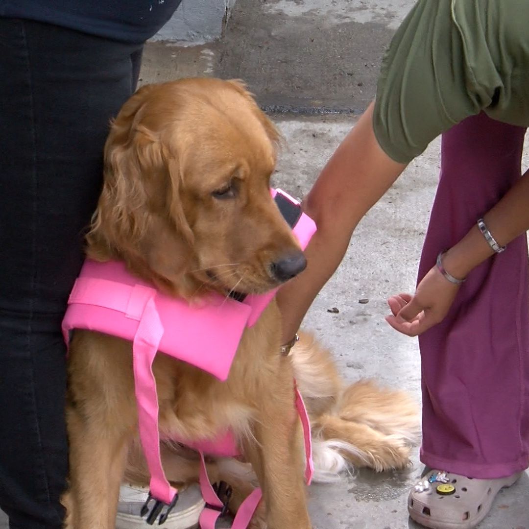 Piden limpiar patios y revisar mascotas ante avance de rickettsiosis en BC