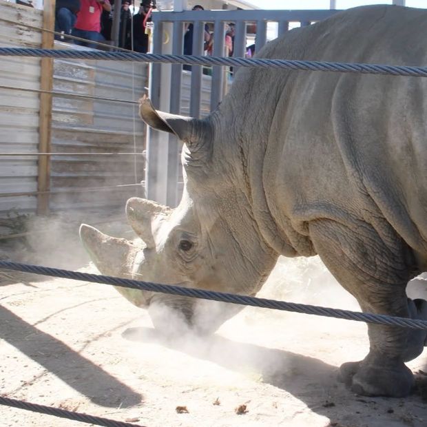 Rinoceronte blanco del sur a su llegada al Zoológico de Guadalajara.