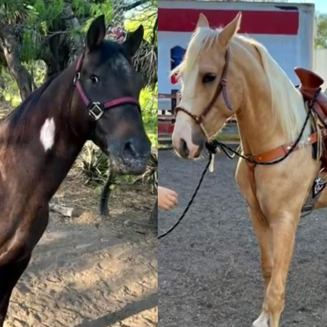 Siguen Pista de Caballos Robados Hasta Escobedo