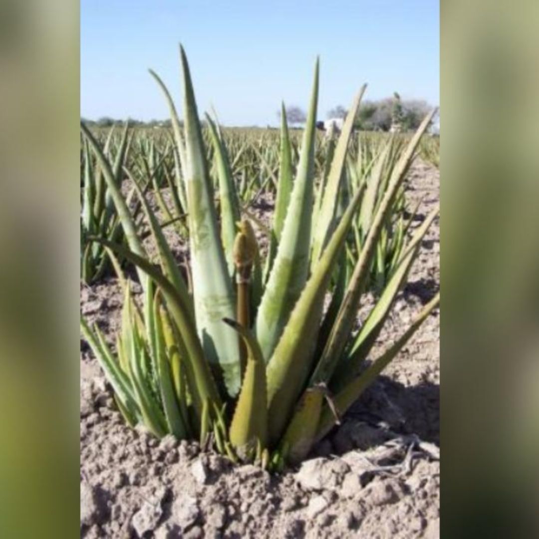 Planta de sábila
