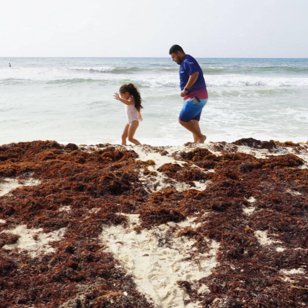 ¿En Qué Playas de México Hay Sargazo Hoy Martes 21 de Julio de 2026?