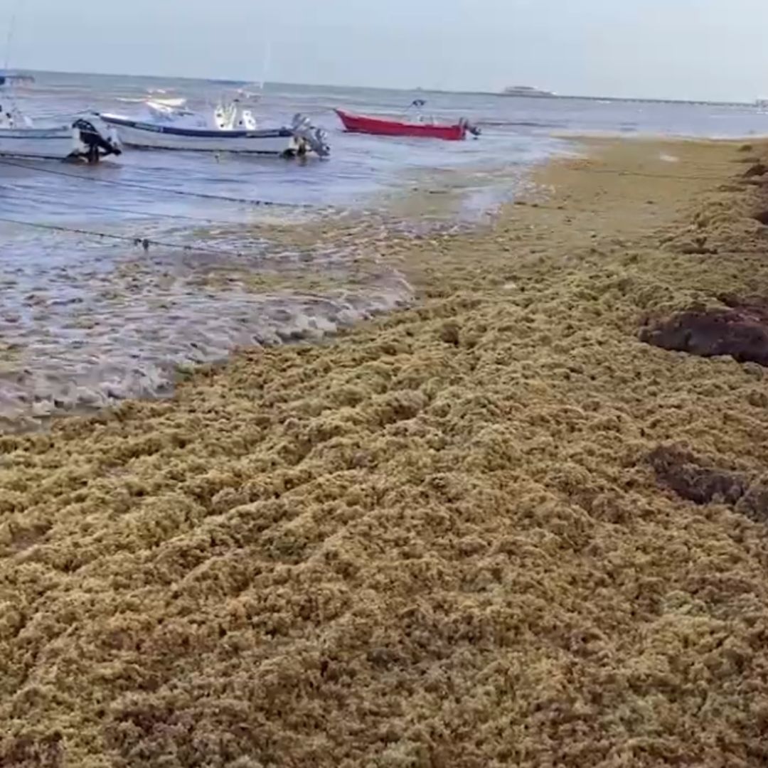 Mapa: En Qué Playas de México Ha Más Afectaciones por Sargazo Hoy