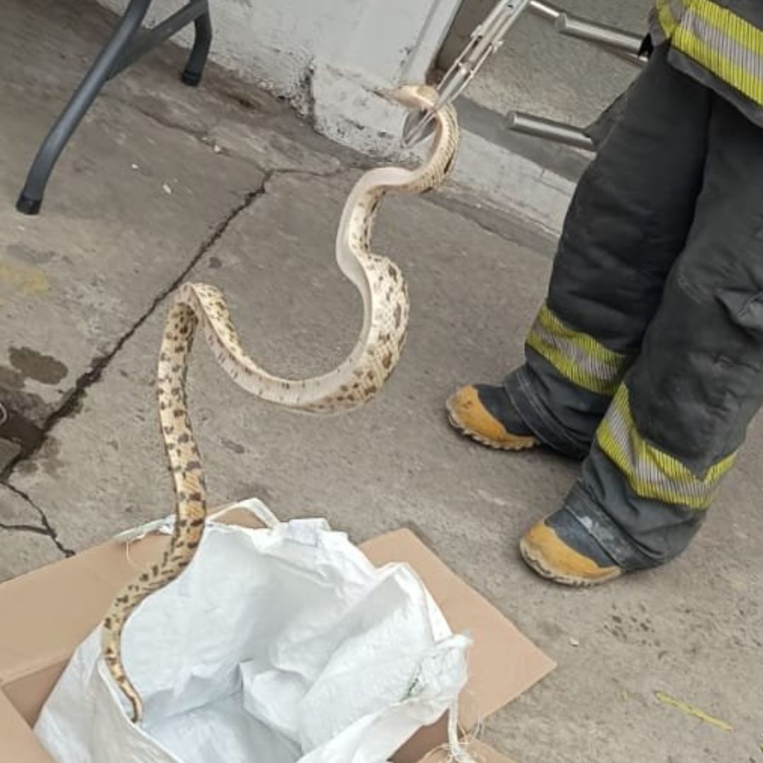 Víbora Cincuate Capturada en Corredor Industrial La Ciénega de Puebla