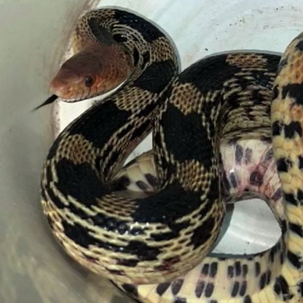 Localizan serpiente en Guadalajara