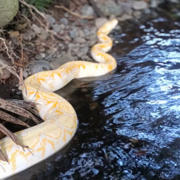 Buscan a serpiente que se extravió en San Rafael, Veracruz.