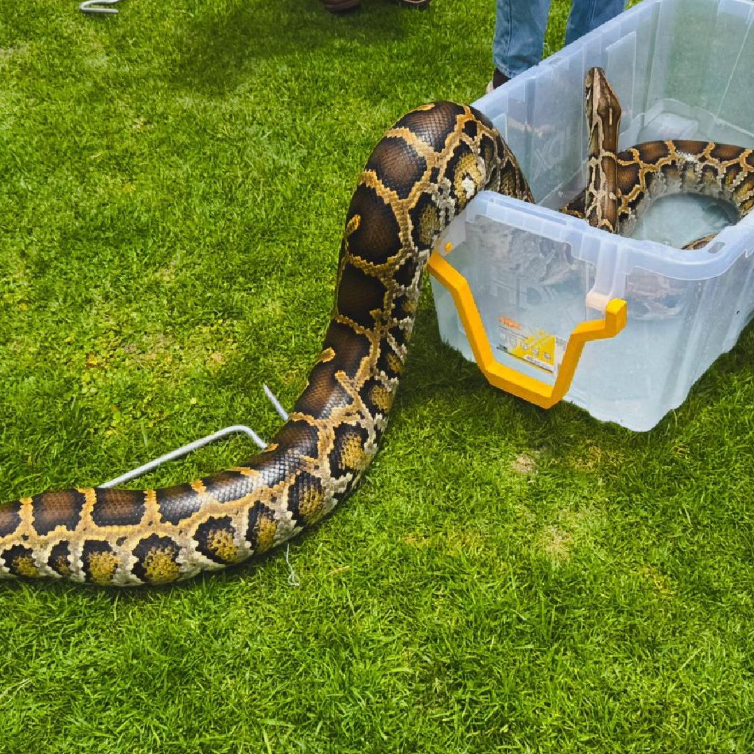 Serpiente pitón asegurada