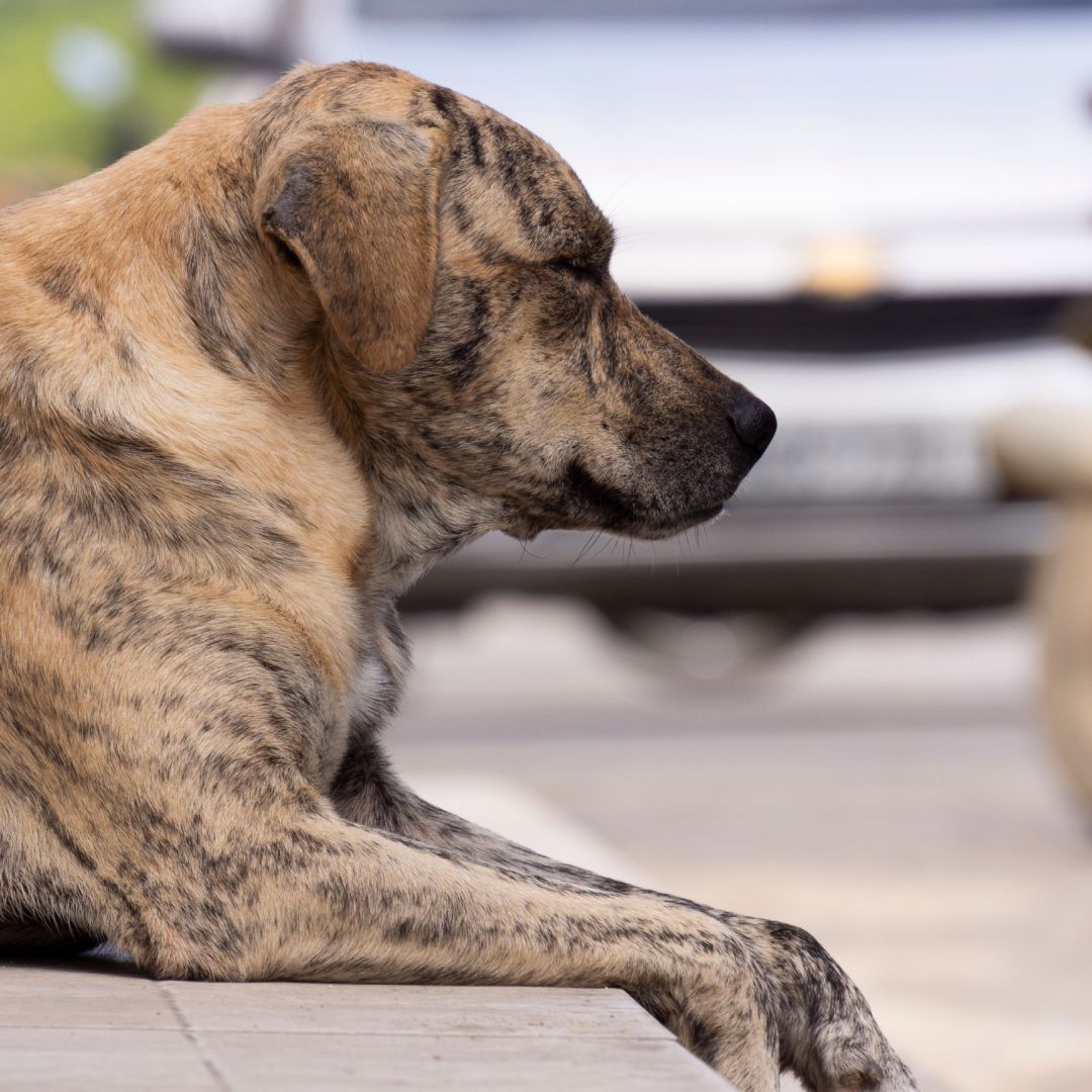 Sujeto Disparos Perros Vehículo San Andrés Cholula Puebla Fiscalía Investigación