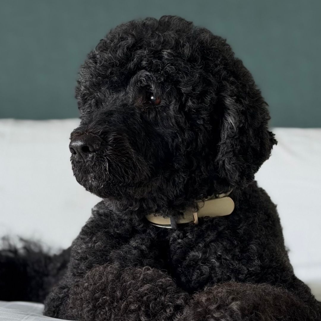 Sunny, el perro de la familia Obama