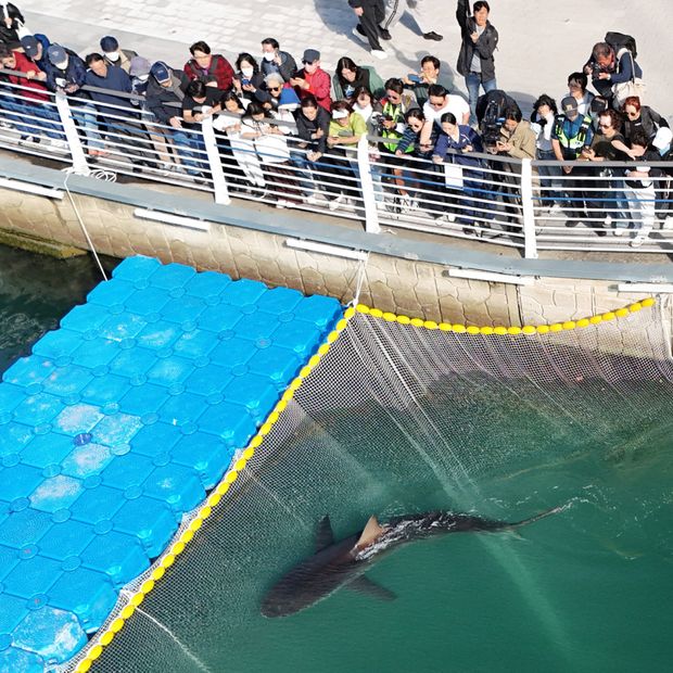 Decenas de personas observan a un tiburón varado