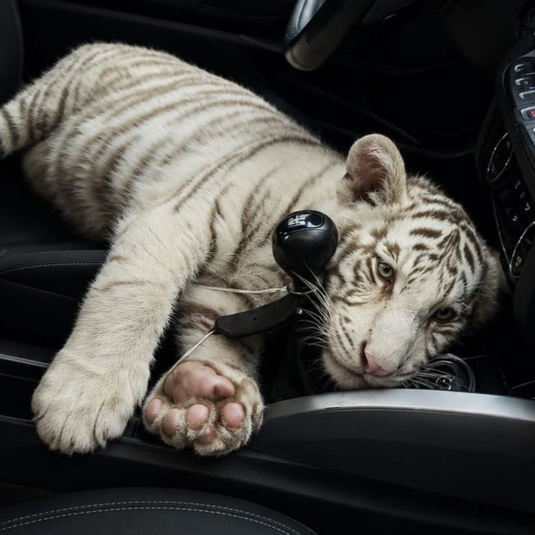 Tigre de bengala