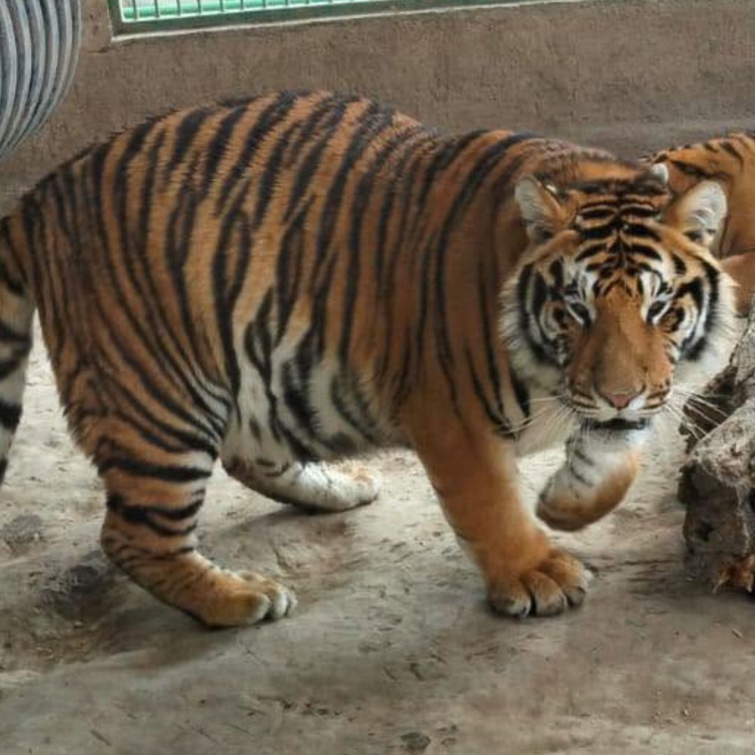 Tigres de Bengala del Bioparque Tekuayán en Tizayuca