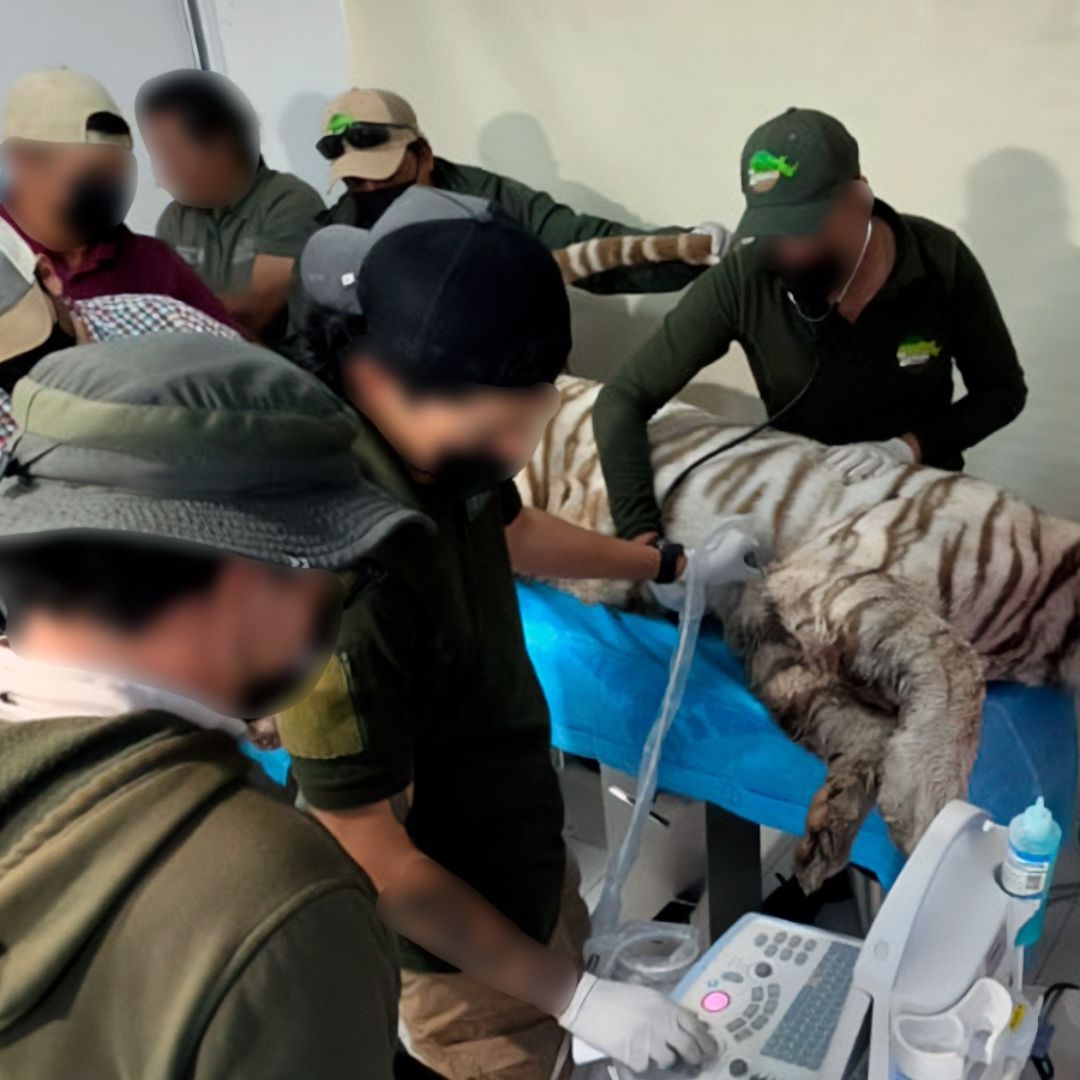 ¿Por Qué Murió "Kenzo" en México si Tigres de Bengala Sufren Extinción? Cifra Ejemplares Quedan en Mundo