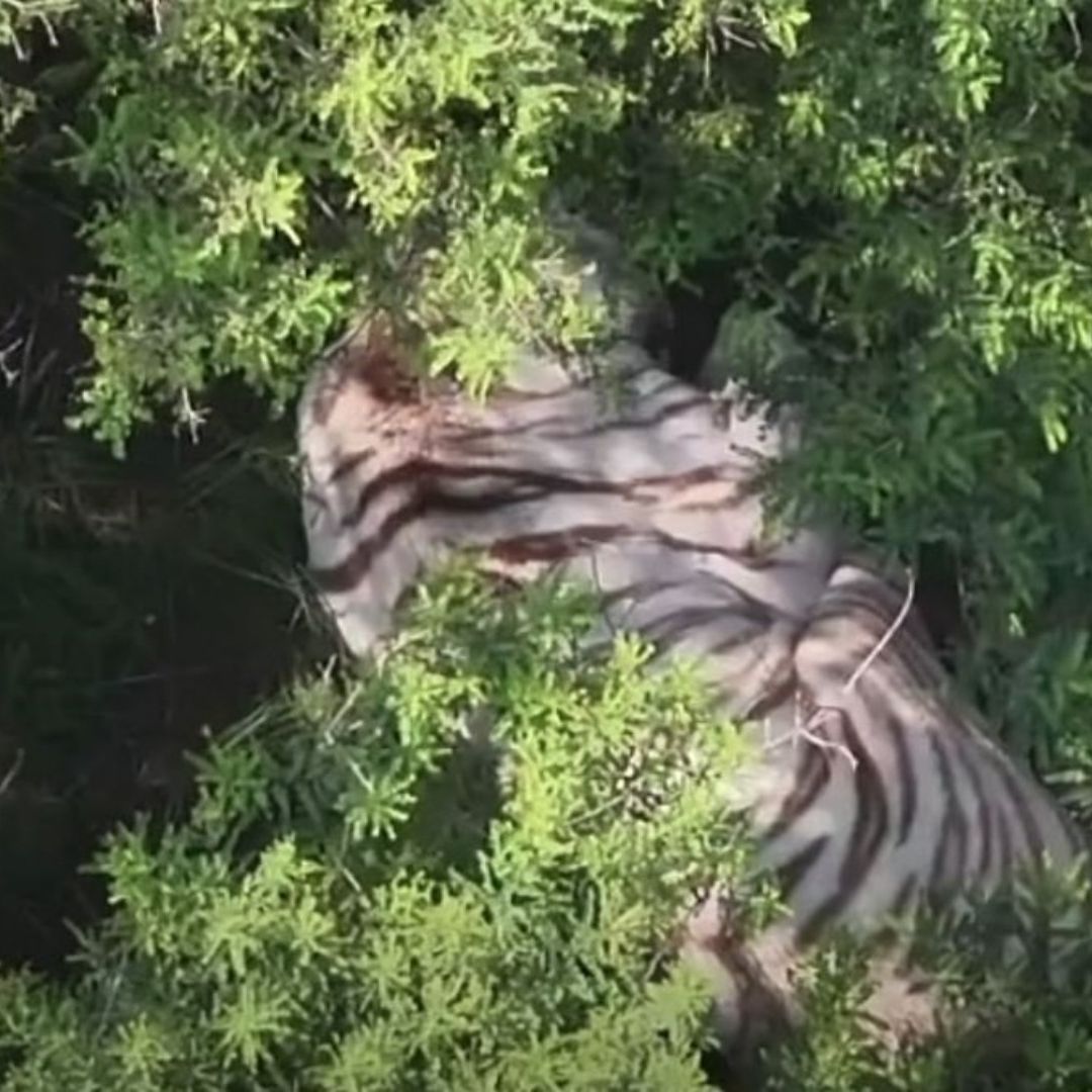 El tigre de bengala escapó de un parea de resguardo, en Estado de México