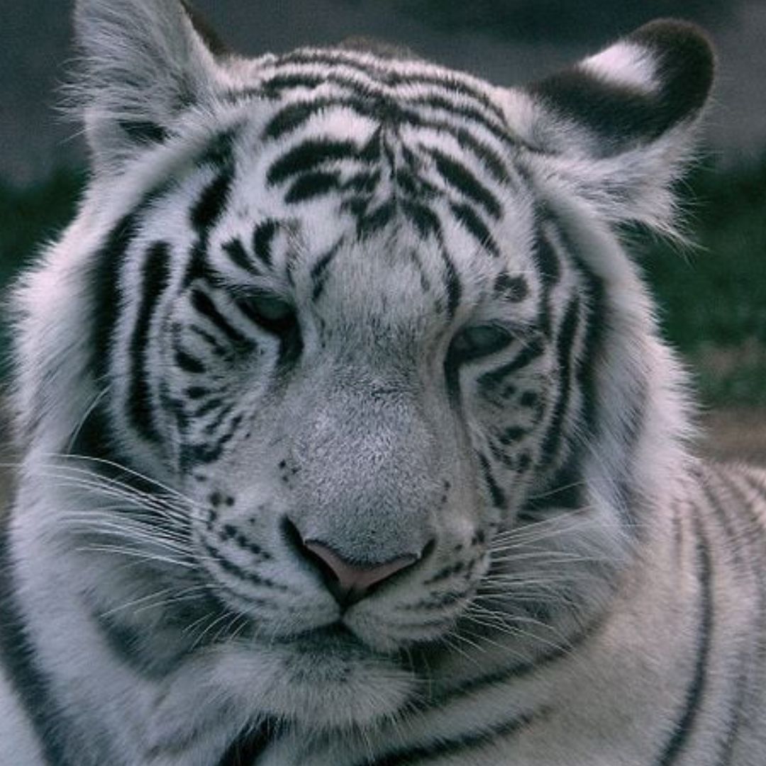 ¿Dónde Queda Eepetlaoxtoc, Edomex, Donde se Fugó un Tigre de Bengala Blanco?