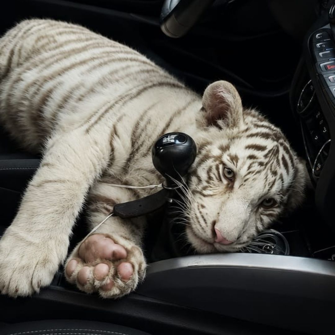 El cachorro de tigre de bengala blanco fue hallado en inmediaciones de la Central de Abasto en Iztapalapa