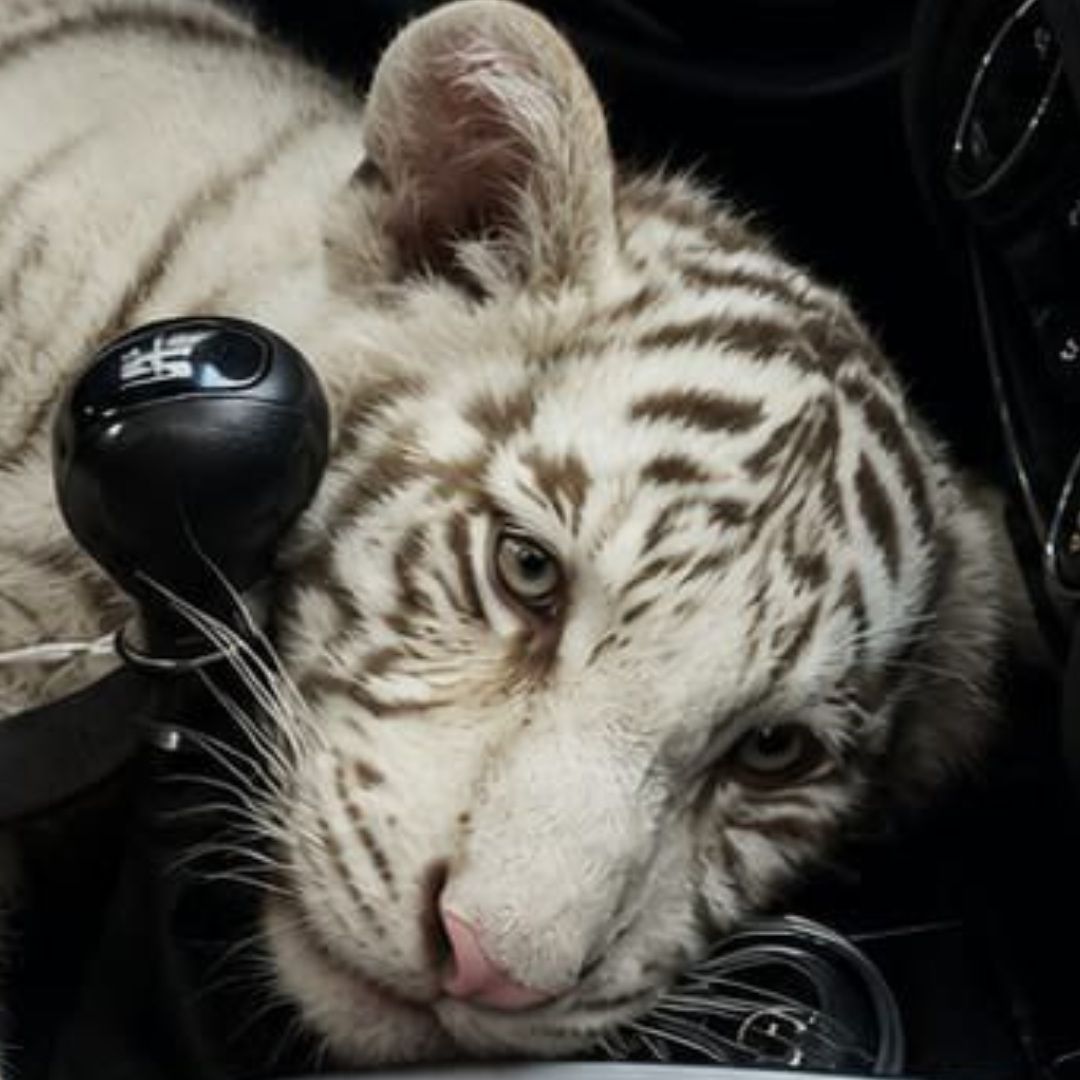 La cachorra de tigre de Bengala blanco fue asegurada en Iztapalapa tras ser localizada dentro de un vehículo particular. Foto: SSC CDMX