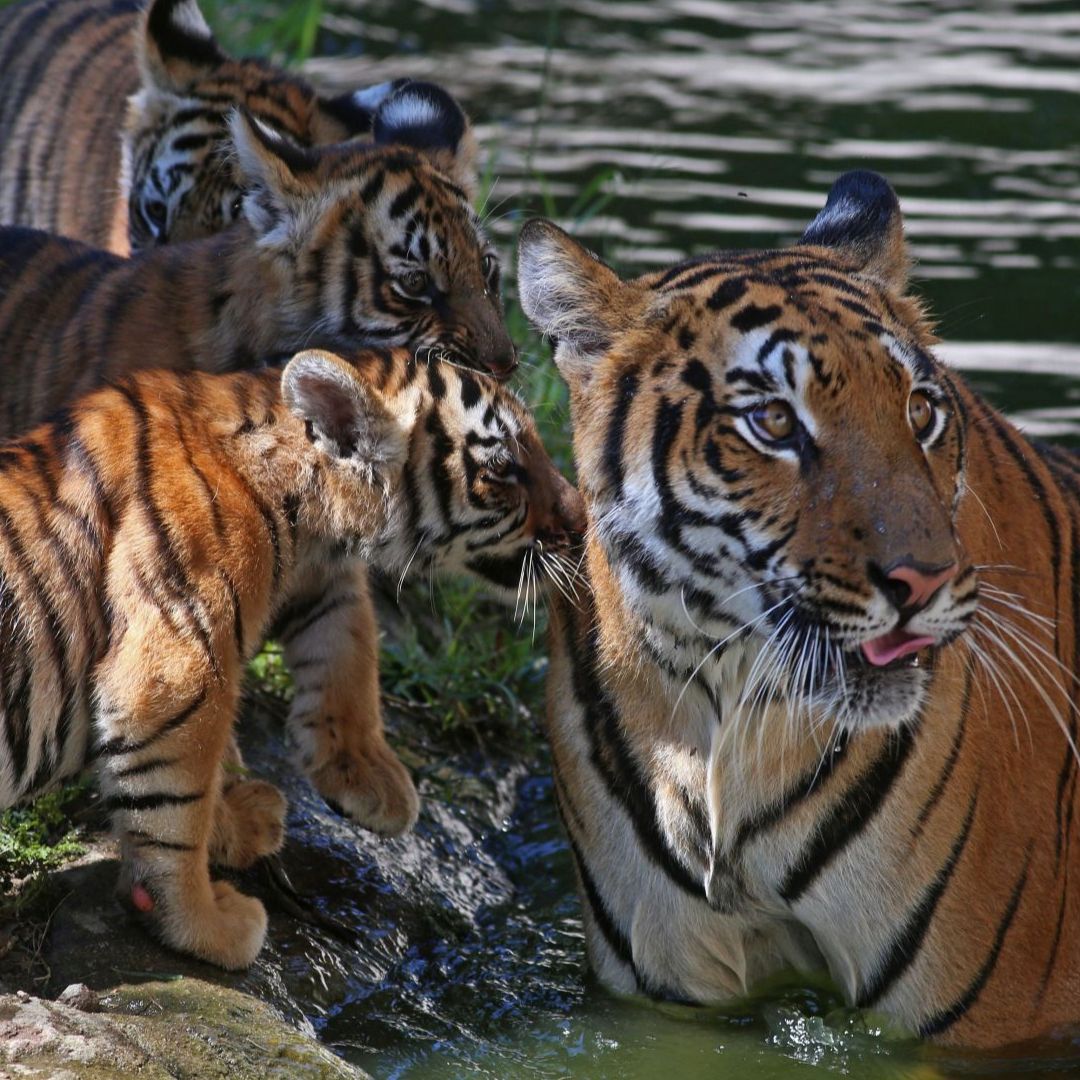 Una tigresa de Bengala convive con sus tigrillos en el Zoológico de Guadalajara