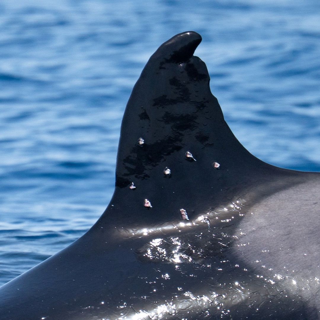 Orca Toñi, herida