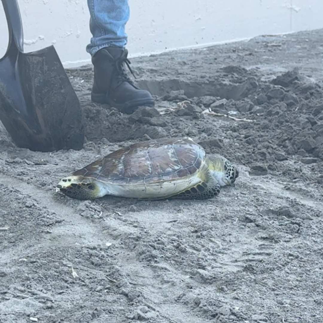 Localizan dos tortugas muertas en zona de Playa en Boca del Río, Veracruz