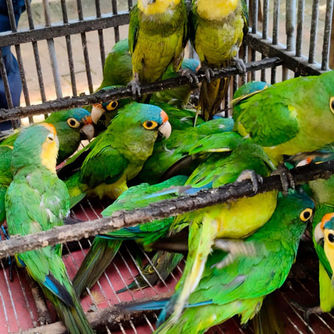 Los traficantes de aves han encontrado nuevas rutas para comercializar loros