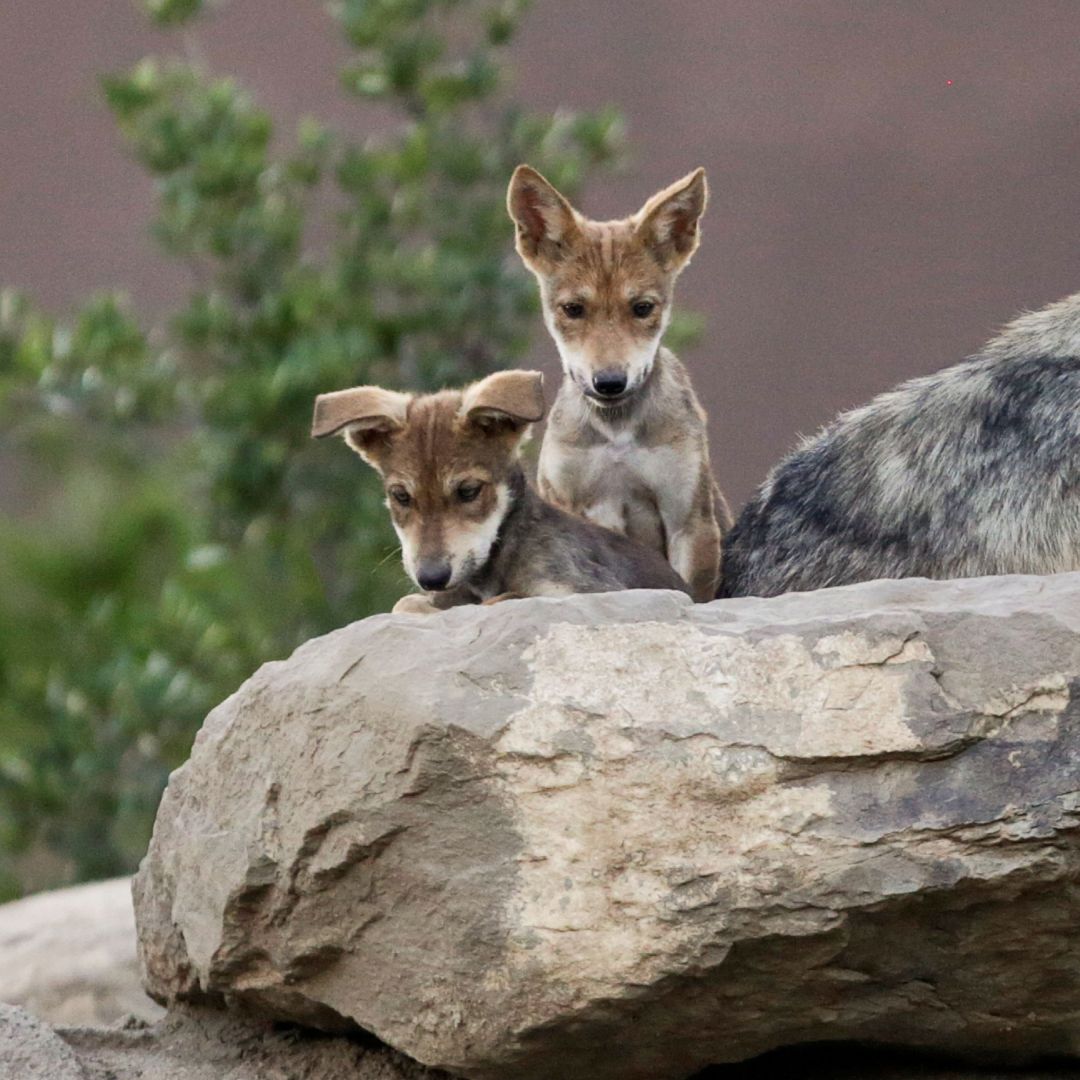 Lobos grises mexicanos descansan dentro del Museo del Desierto en Saltillo, Coahuila