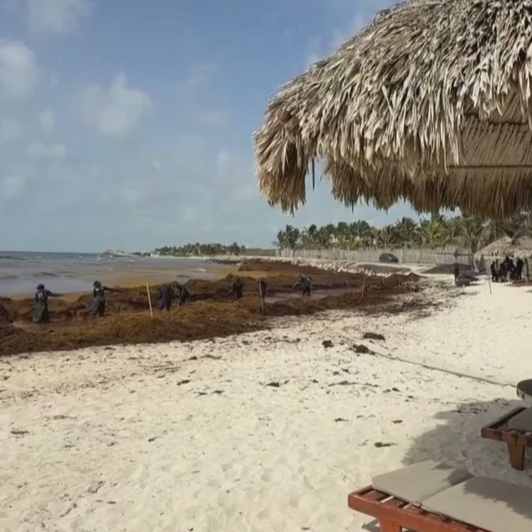 Sargazo en playa de Tulum, Quintana Roo.