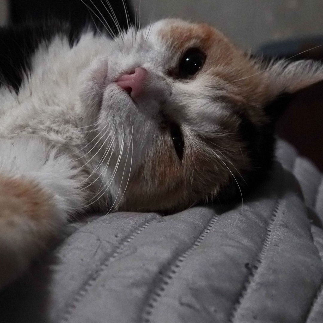 Un gato con malestares