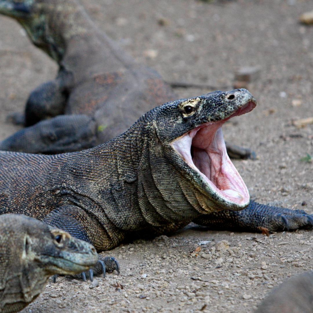 El dragón de Komodo. Foto: AP