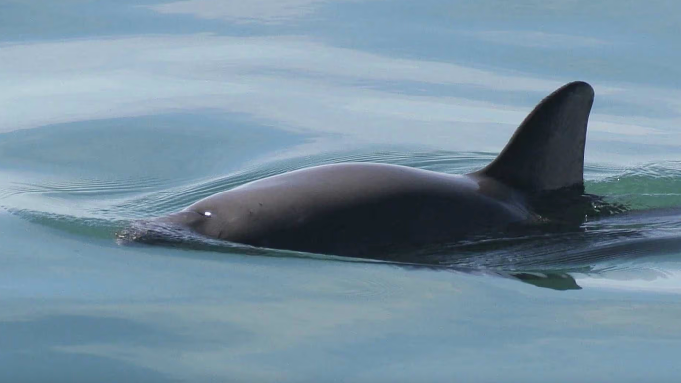 Actualizan Acuerdos de Protección Para la Vaquita Marina en el Alto Golfo de California