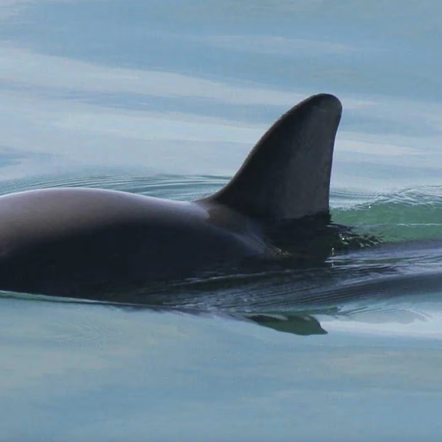 Acuerdos de Protección a Vaquita Marina Foto: AP | Archivo