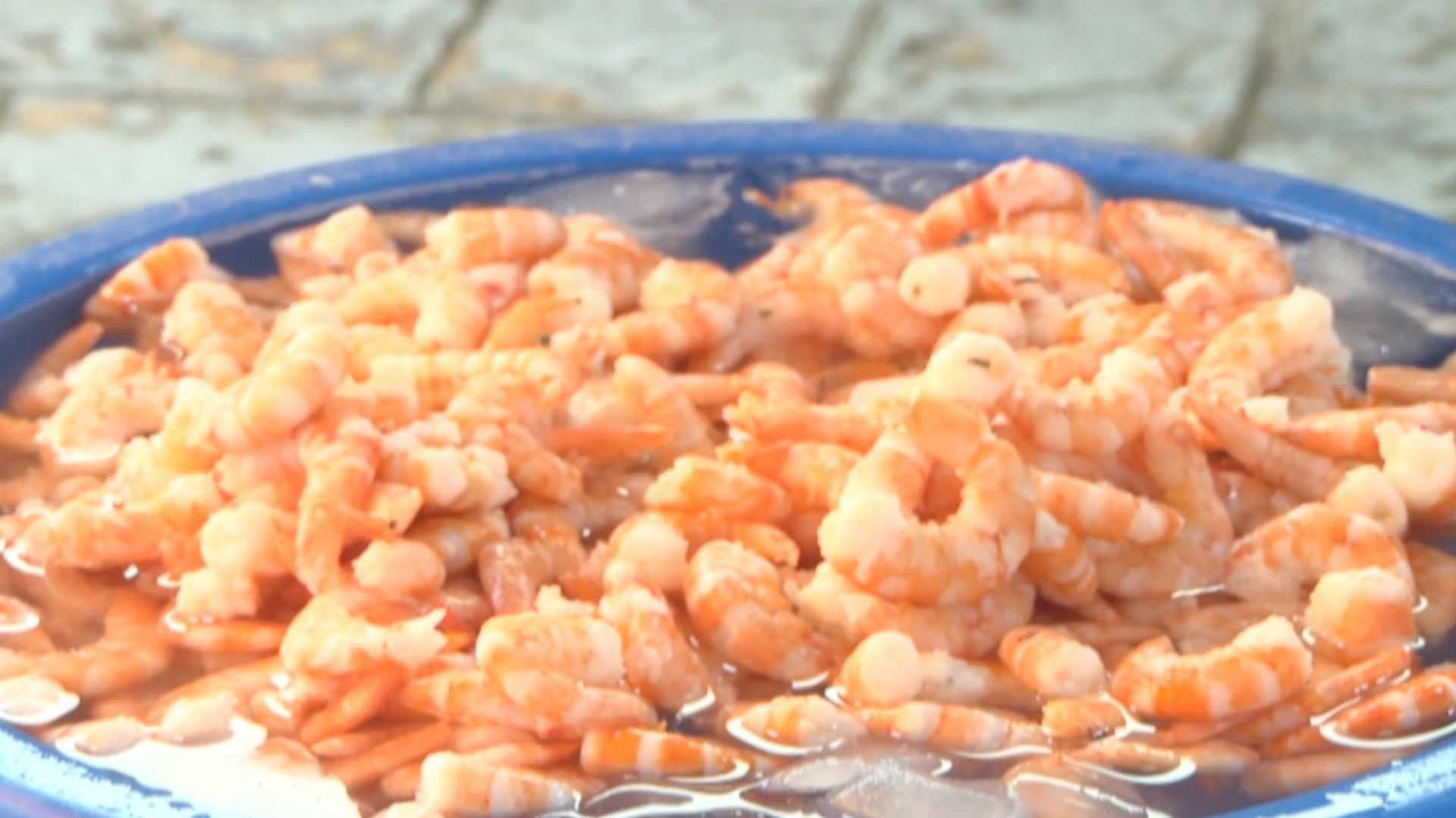 Veda de Camarón
