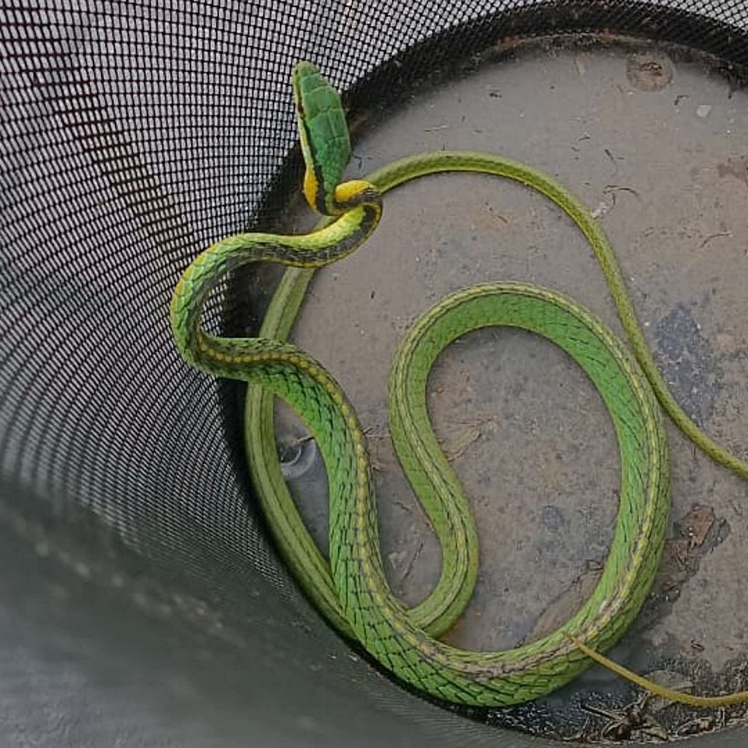 Víbora encontrada en domicilio de la colonia Narvarte, CDMX. Foto: SSC
