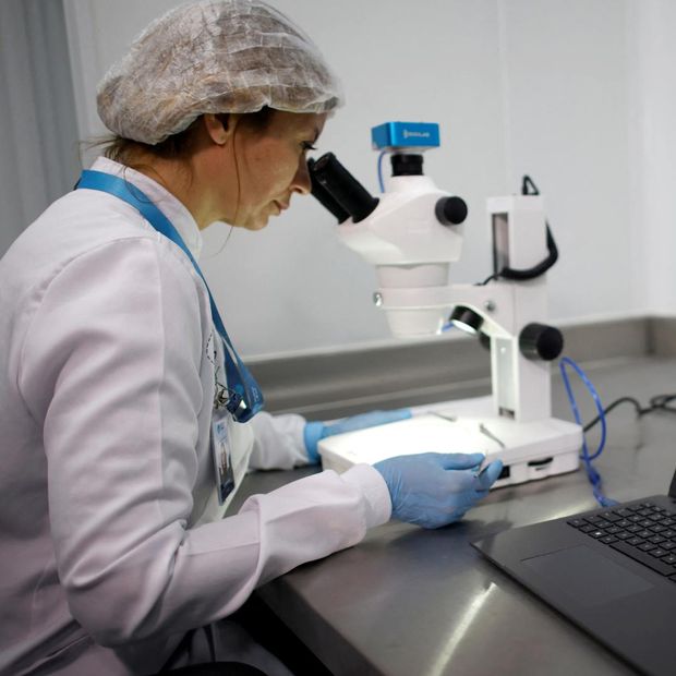 Trabajadora observa con un microscopio un mosquito Aedes aegypti, en septiembre 2025. Foto: Reuters | Archivo