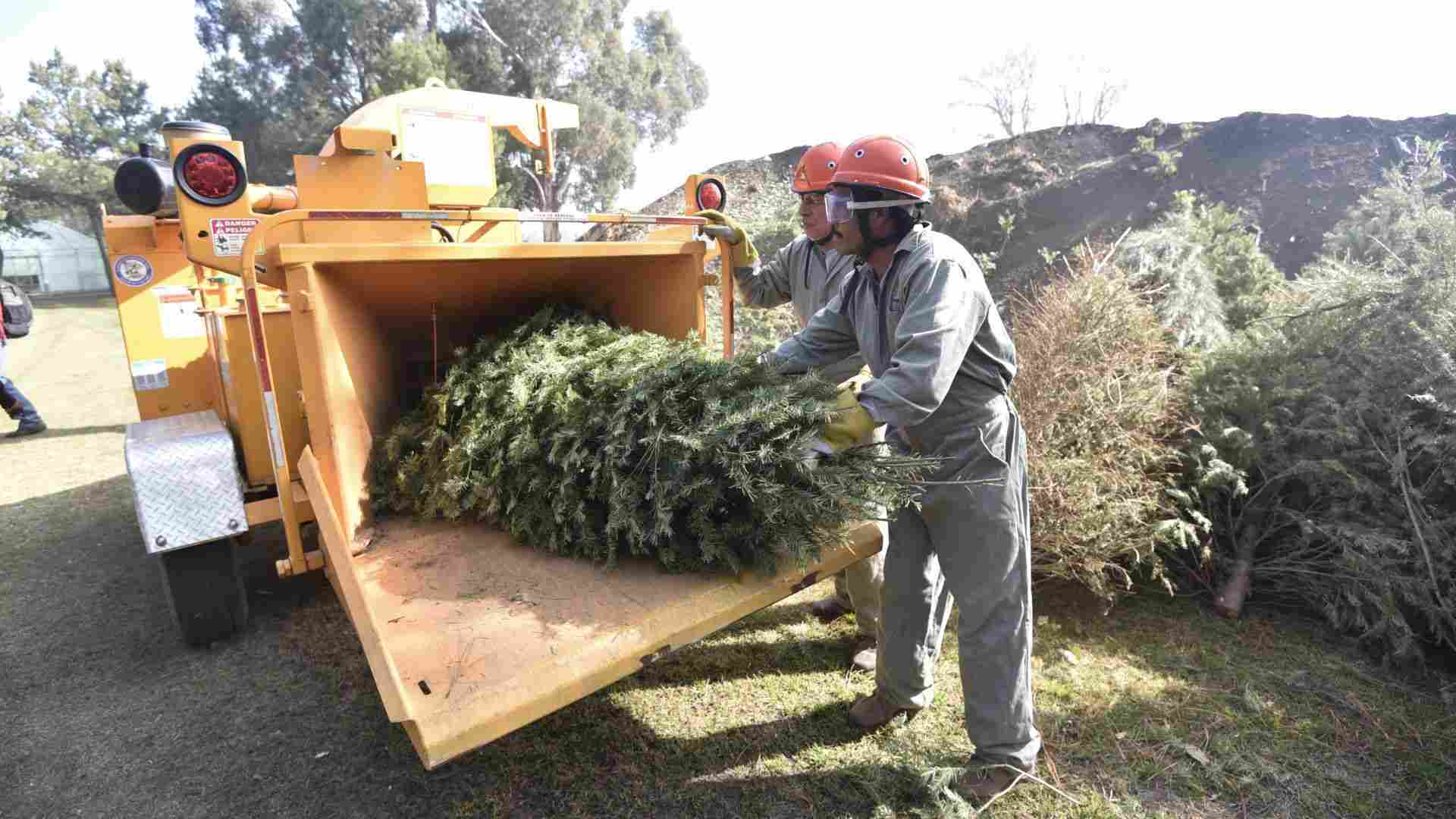 Aquí Podrás Reciclar Tu Árbol de Navidad en Edomex | N+