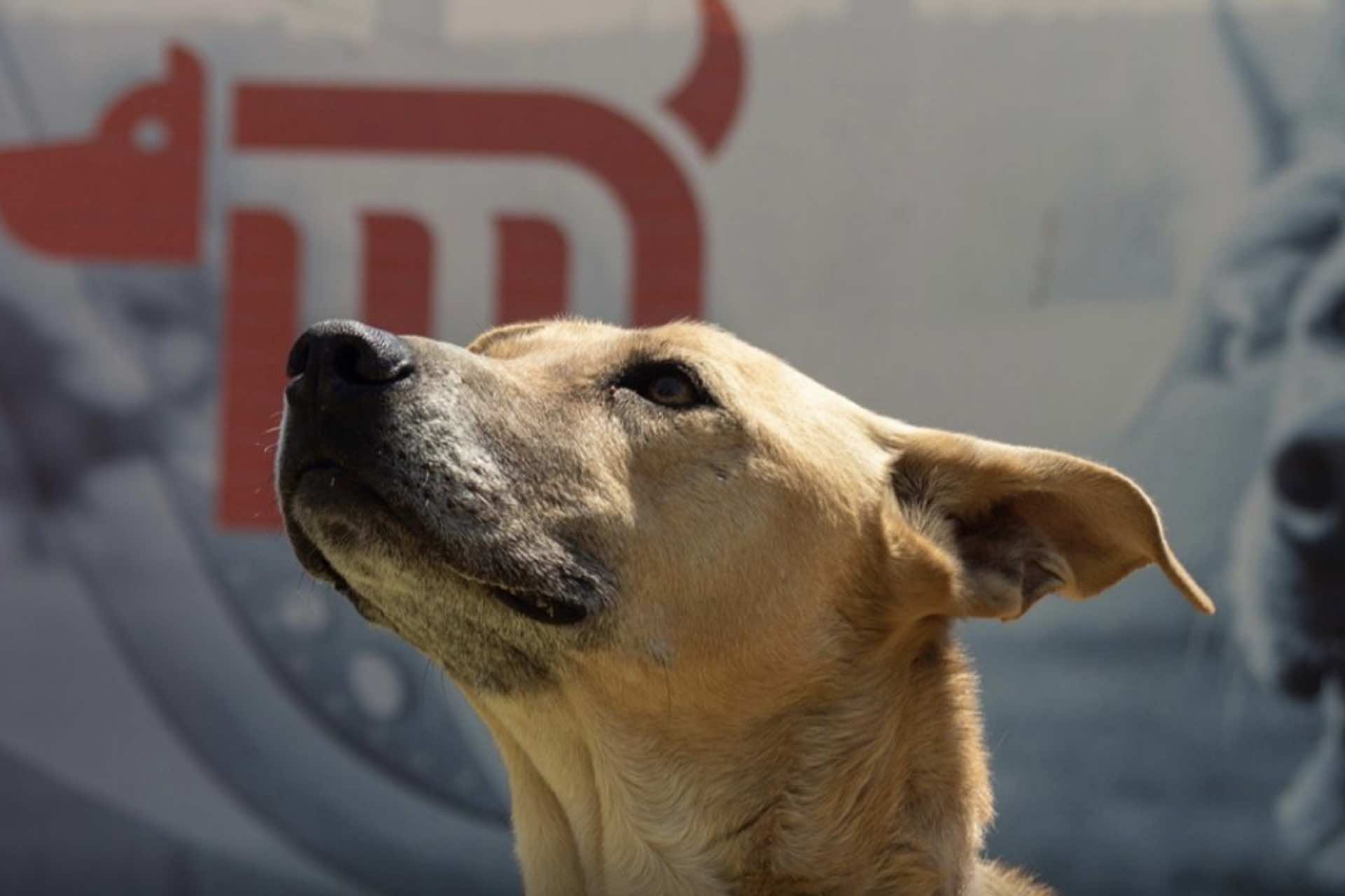 puedes tomar un uber con un perro