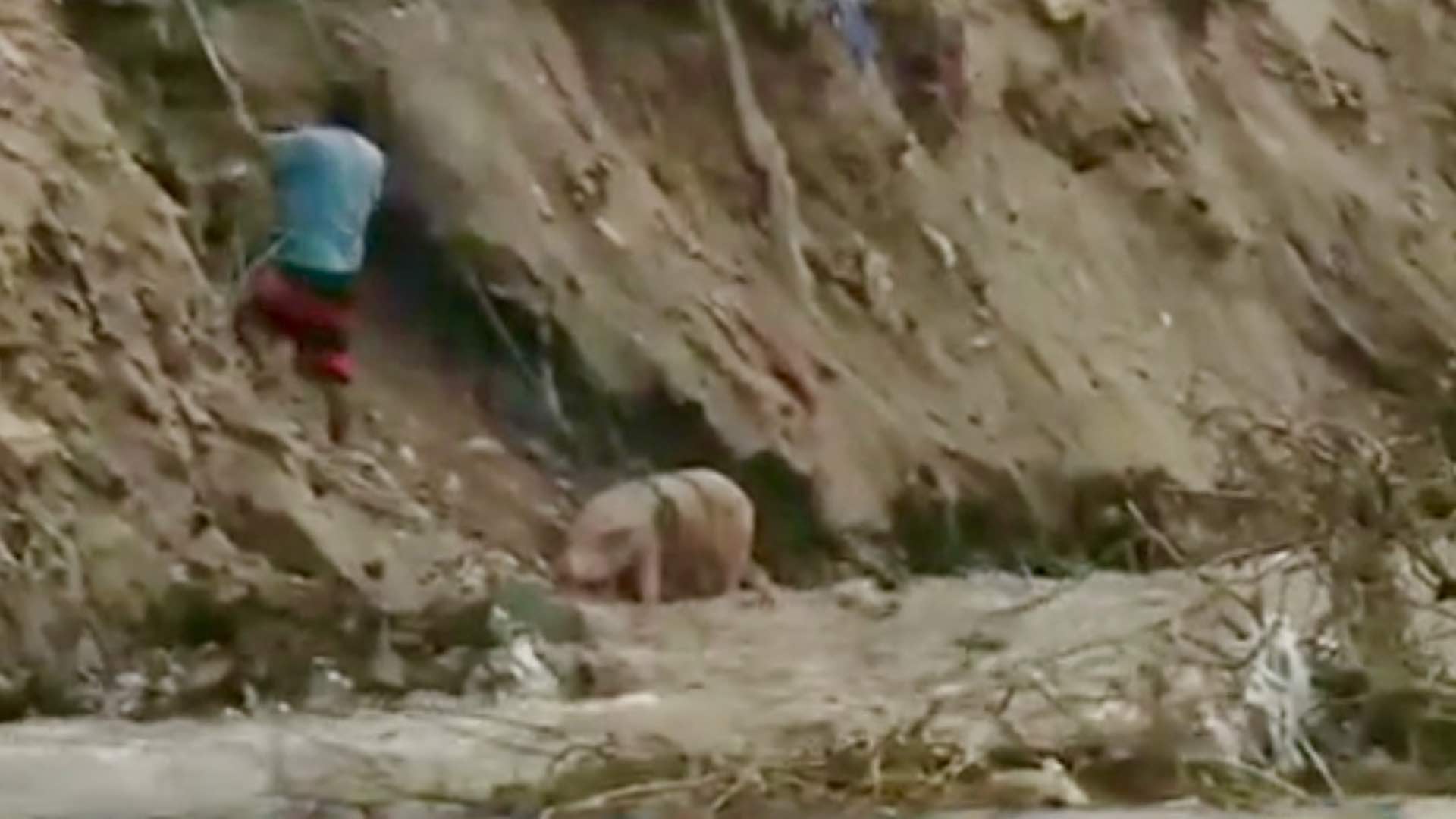 Arriesgó La Vida Para Salvar A Su Cerdo Que Cayó Al Río N