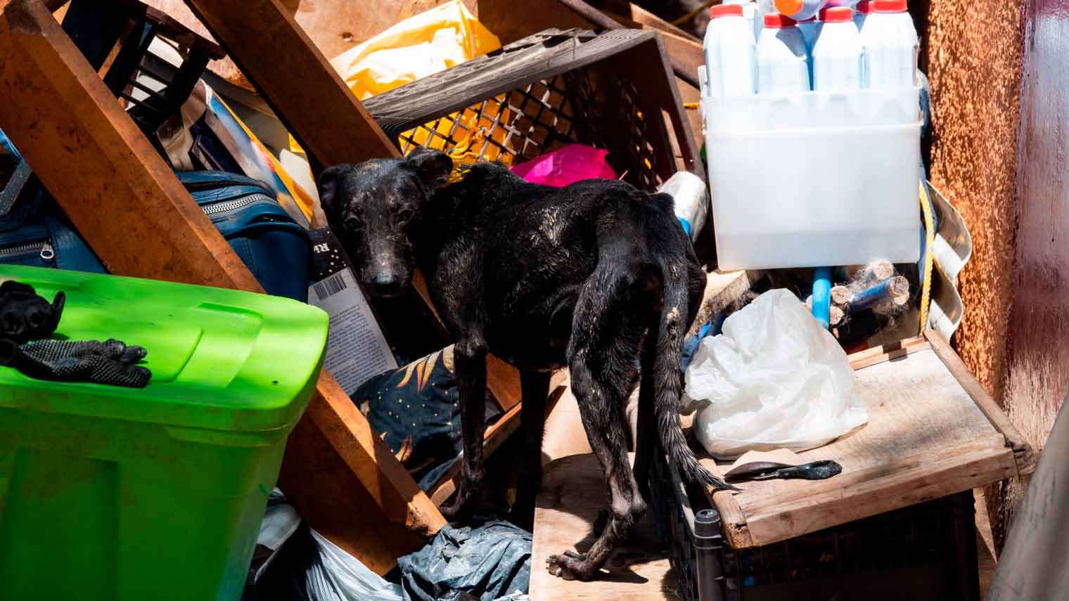 cuantos perros mueren por maltrato