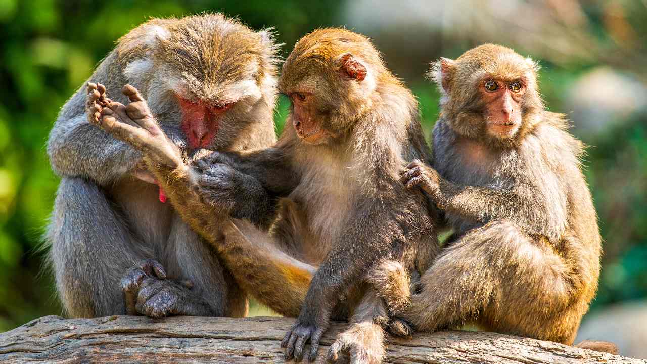 Monos Macacos Machos Tienen Más Sexo Entre Ellos Que Con las Hembras,  Revela Estudio | N+