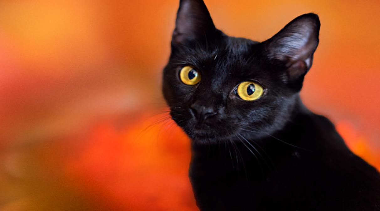 Hacia cine A veces a veces Esta es la relación entre los gatos negros y la brujería | N+