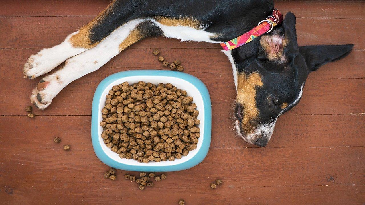 Haz esta receta de croquetas para tu perro y ahorra dinero | N+