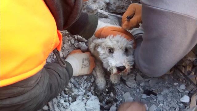 La gente trabaja para rescatar a un perro debajo de los escombros