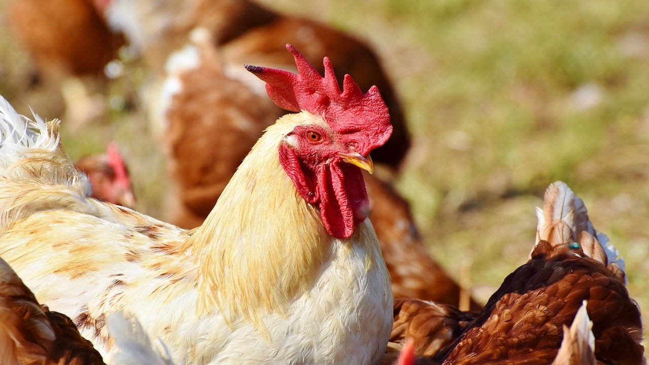 Ciencia: ¿Cuánto tiempo puede vivir un pollo sin cabeza? | N+
